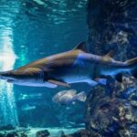 Skip the Line: The Greatest Urban Aquarium COEX Ticket() - Practical Tips for Visiting