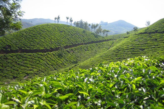 Small-Group Half Day Trekking in Munnar with Breakfast - Who Would Love This Experience?