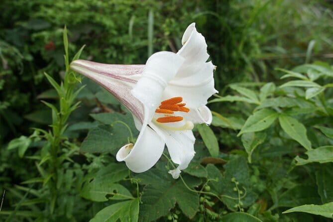 Small Group Hike to Ma On Shan Highland - The Practicalities and Value