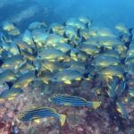 Small Group Snorkeling in Hikkaduwa - Authentic Review Insights
