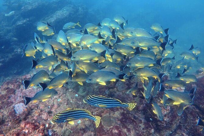 Small Group Snorkeling in Hikkaduwa - Authentic Review Insights
