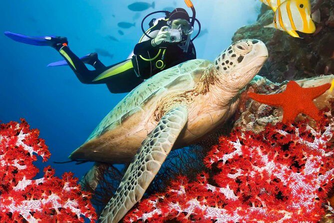 Snorkeling in Coral Island, Trincomalee - The Underwater Experience