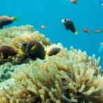 Snorkeling in Huraa - Who Is This Tour Best For?