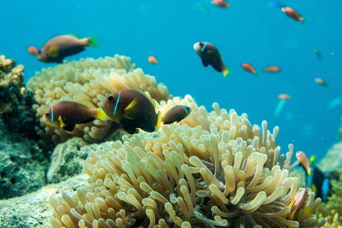 Snorkeling in Huraa - Who Is This Tour Best For?