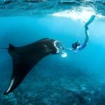 Snorkeling in Nusa Penida - Manta Bay, Wall Point and Gamat Bay - The Real-World Experience from Other Travelers