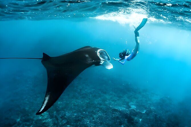 Snorkeling in Nusa Penida - Manta Bay, Wall Point and Gamat Bay - The Real-World Experience from Other Travelers
