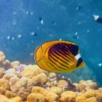 Snorkeling in Pigeon Island from Nilaveli - Insights from Real Reviews