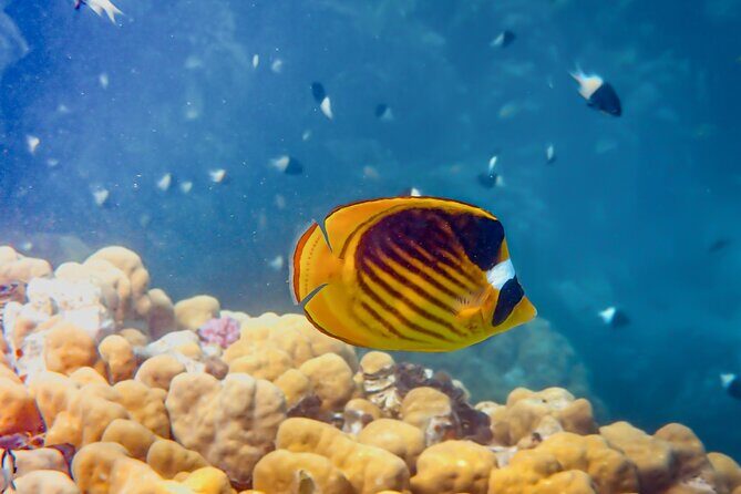Snorkeling in Pigeon Island from Nilaveli - Insights from Real Reviews