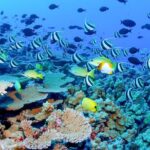 Snorkeling in Talawila St. Anne's Reef - Analyzing the Value of the Tour