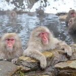 Snow Monkey and Obuse from Nagano - A Deep Dive into the Experience