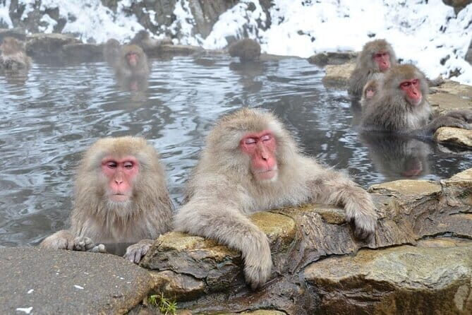 Snow Monkey and Obuse from Nagano - A Deep Dive into the Experience