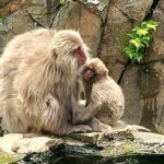 Snow Monkey Nagano One Day Private Tour with English Guide. - The Practicalities and What You Get for $174