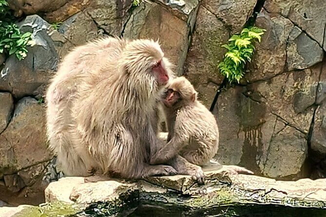 Snow Monkey Nagano One Day Private Tour with English Guide. - The Practicalities and What You Get for $174