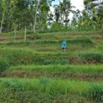 Soft Trekking Tetebatu - The Value of the Experience