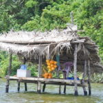 Southern Coast Highlights and River Safari from Bentota - Who This Tour Is Best For