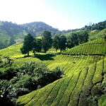 ~ Special Cameron Highlands ~ Day Tour;Solo;Couple;Group - Frequently Asked Questions