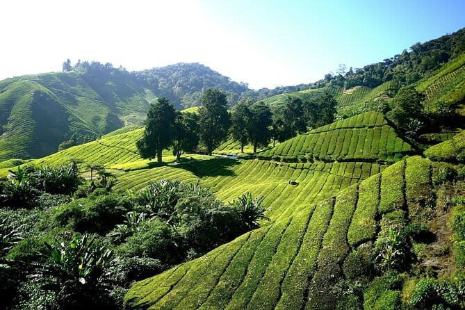 ~ Special Cameron Highlands ~ Day Tour;Solo;Couple;Group - Frequently Asked Questions