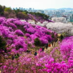Spring flower Blossom festival, Railbike & Incheon Day tour - Authentic Insights from Recent Reviews