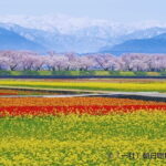 Spring Quartet & Matsukawa Sakura Tour in Toyama from Kanazawa - Final Thoughts