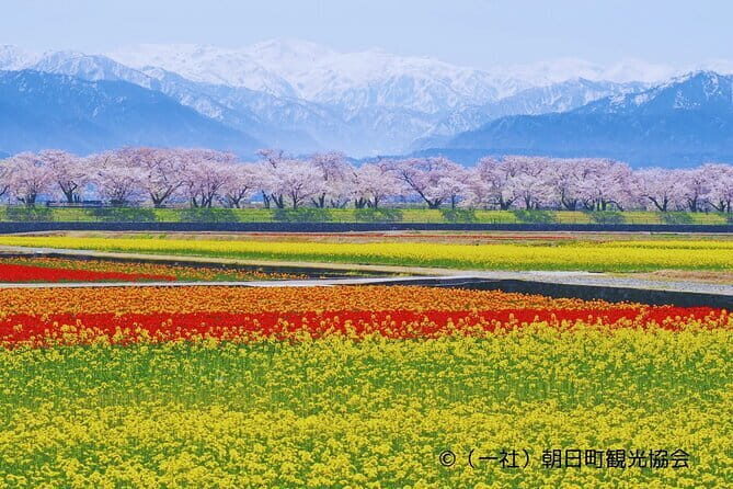 Spring Quartet & Matsukawa Sakura Tour in Toyama from Kanazawa - Final Thoughts