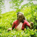Sri Lanka tour package for 5 nights - Who Is This Tour Best For?