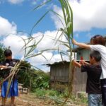 Sugarcane cutting experience with Okinawa's grandfather - FAQ