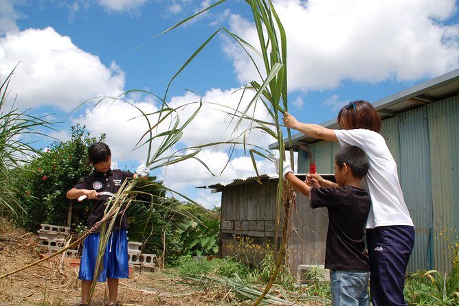 Sugarcane cutting experience with Okinawa's grandfather - FAQ