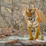 Super Luxury Great golden triangle with Ranthambhore & Rajasthan tour with Hotel - Practicalities and Tips