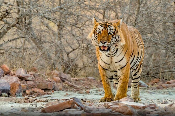 Super Luxury Great golden triangle with Ranthambhore & Rajasthan tour with Hotel - Practicalities and Tips