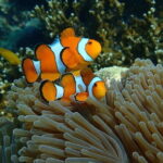 Surin Islands Tours by Speedboat - What Travelers Say