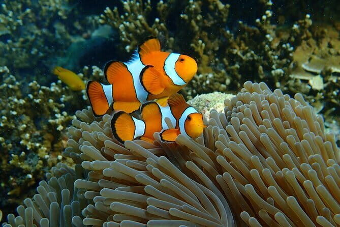 Surin Islands Tours by Speedboat - What Travelers Say