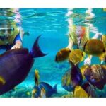 Swim with Manta Rays in Nusa Penida - ALL inclusive - The downsides: what to be aware of