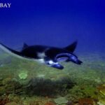 Swim With Manta Rays Nusa Penida Snorkeling - Who Is This Tour Best For?