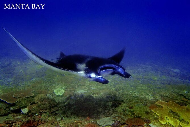 Swim With Manta Rays Nusa Penida Snorkeling - Who Is This Tour Best For?