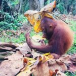 Taiping & Orang Utan Island Day Tour from Kuala Lumpur - FAQs