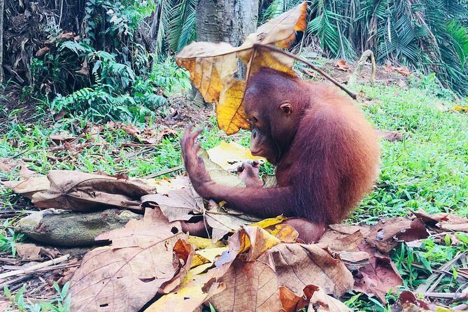 Taiping & Orang Utan Island Day Tour from Kuala Lumpur - FAQs