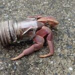 Taiwan Green Island Hermit Crab House Agency Experience Activities - Final Thoughts