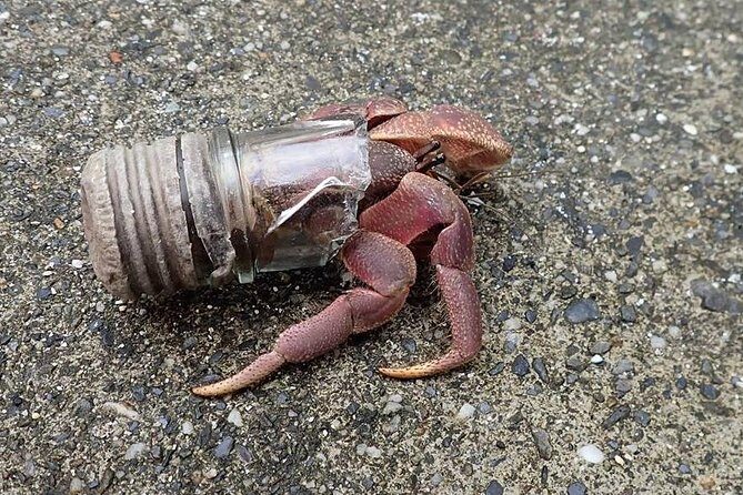 Taiwan Green Island Hermit Crab House Agency Experience Activities - Final Thoughts
