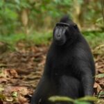 Tangkoko Overnight (2D1N) - What the Reviews Tell Us (From the Limited Feedback Available)