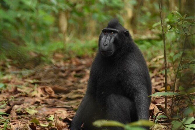 Tangkoko Overnight (2D1N) - What the Reviews Tell Us (From the Limited Feedback Available)
