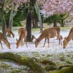 Taste of Nara A Guided Half Day Food Tour Tailored to Your Taste - Who Will Love This Tour?