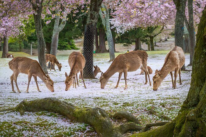Taste of Nara A Guided Half Day Food Tour Tailored to Your Taste - Who Will Love This Tour?