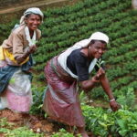 Tea Factory Tour at Galle (Pitigala) - Who Will Appreciate This Experience?