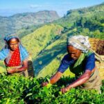 Tea Plucking and Tea Factory Tour From Kandy - What Travelers Say (Based on Reviews)
