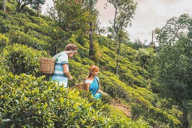 Tea Plucking and Tea Factory Visit from Kandy - Why This Tour Stands Out