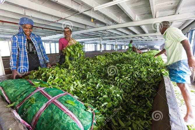 Tea Plucking and Tea Factory Visit from Nuwara Eliya. - An In-Depth Look at the Tour Experience