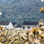 The Best of Suzhou Walking Tour - The Experience and Review Insights