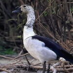 The Bird Watching private Tour and Beyond - Why This Tour Offers Great Value