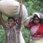 The birdwatchers quest through Hanthana Mountain Range  Kandy - Practical Details and What You Should Know