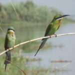 The birdwatchers quest:through the Swamp of Royal TreasureMuturajawela Wetlands - Value for Money